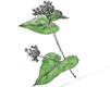 蕎麦のはな